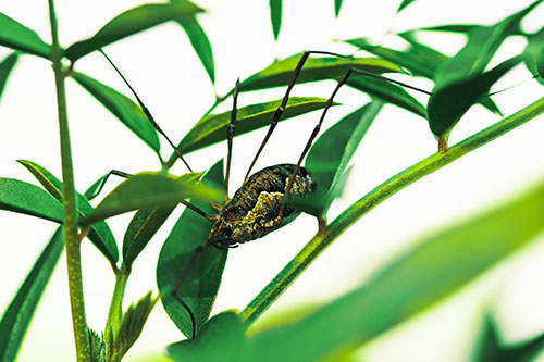Daddy Longlegs Harvestmen Spider Crawling Down Plant Stem (Green Tint Photo)