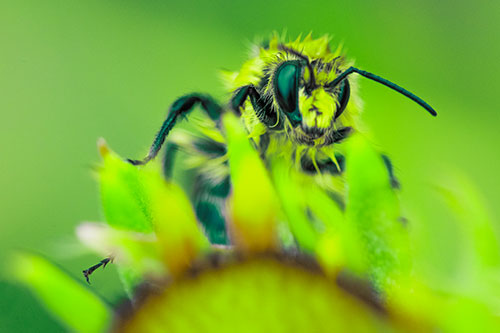 Damp Honey Bee Crawling Over Blanket Flower (Green Tint)