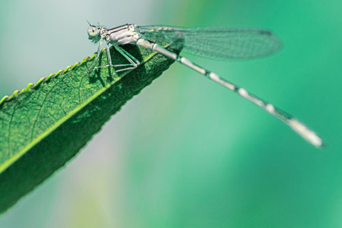 Damselfly Clamping Onto Leaf Petal Edge (Green Tint)