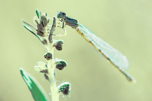 Damselfly Clings Ahold Plant Top (Green Tint)