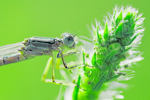 Damselfly Perched Among Fuzzy Plant (Green Tint)
