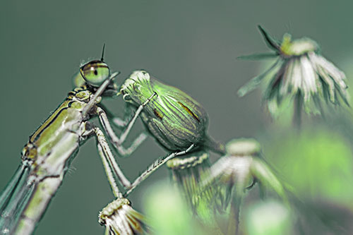 Damselfly Rubbing Eye Among Horseweeds (Green Tint)