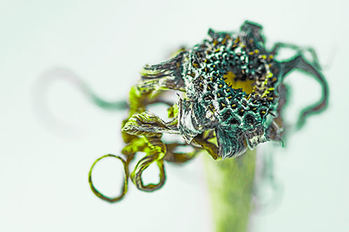 Dead Dry Gumplant Shriveling Among Cold (Green Tint)