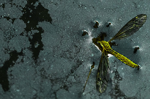Dead Floating Crane Fly Partly Submerged Among Oily Water (Green Tint)
