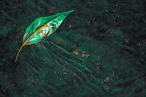 Dead Floating Leaf Creates Shallow Water Ripples (Green Tint Photo)