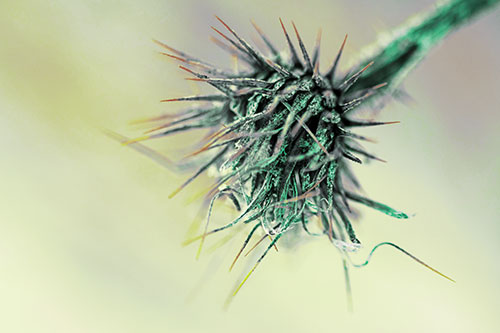 Dead Frigid Spiky Salsify Flower Withering Among Cold (Green Tint Photo)