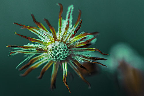 Dead Frozen Ice Covered Aster Flower (Green Tint)
