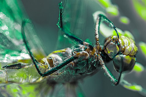 Dead Grotesque Dragonfly Peeling Eye Apart (Green Tint)