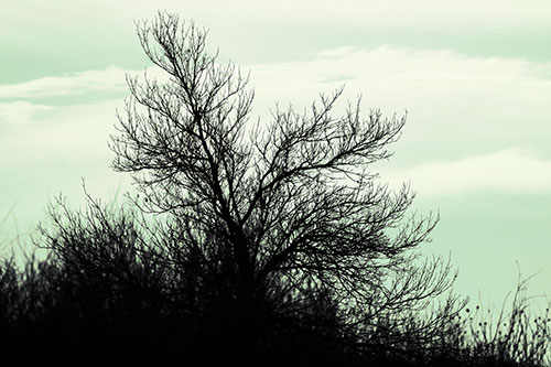 Dead Leafless Tree Standing Tall (Green Tint Photo)