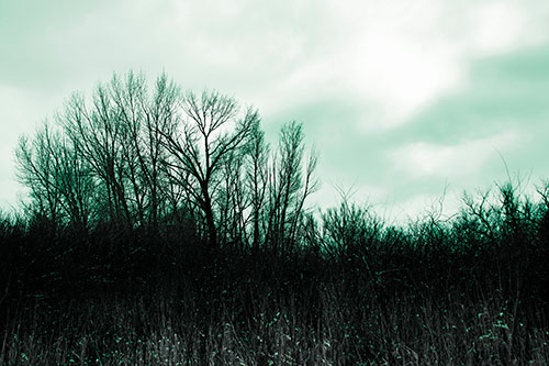 Dead Winter Tree Clusters Among Tall Grass (Green Tint Photo)