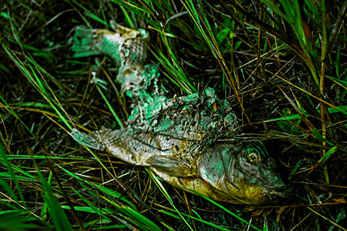 Decaying Salmon Fish Rotting Among Grass (Green Tint Photo)