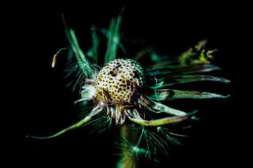 Decaying Seed Toothed Dandelion Creature (Green Tint)