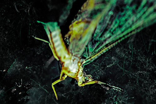 Deceased Mayfly Floating Atop Shallow River Shore (Green Tint)