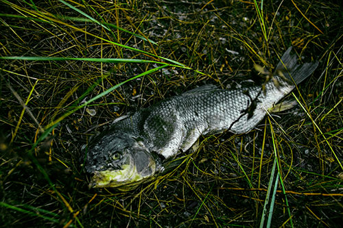 Deceased Salmon Fish Rotting Among Grass (Green Tint Photo)
