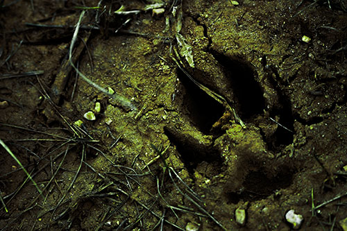 Deep Muddy Dog Footprint (Green Tint Photo)