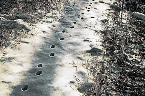 Deep Snow Animal Footprint Markings (Green Tint Photo)