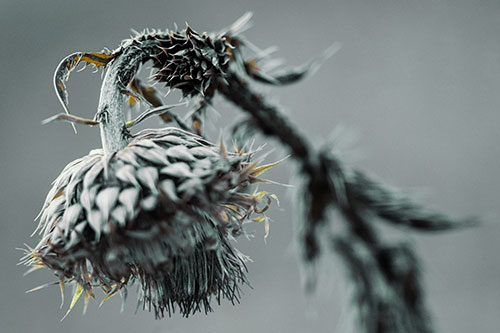Depressed Slouching Thistle Dying From Thirst (Green Tint Photo)