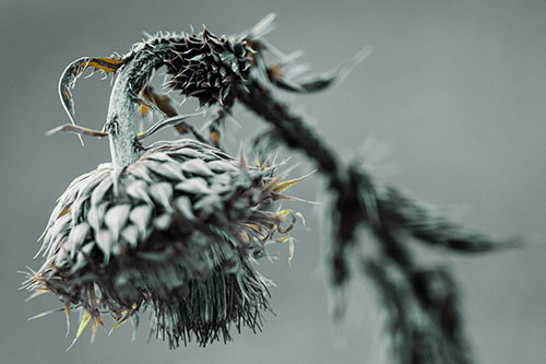 Depressed Slouching Thistle Dying From Thirst (Green Tint)