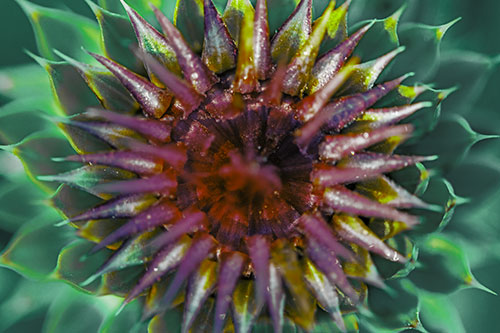 Dew Drops Cover Blooming Thistle Head (Green Tint Photo)