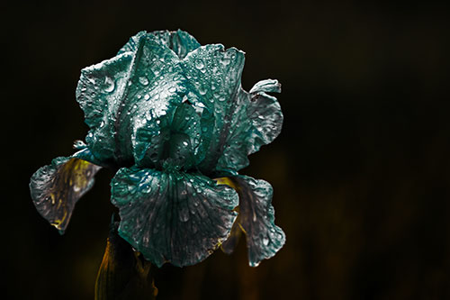 Dew Face Appears Among Wet Iris Flower (Green Tint Photo)