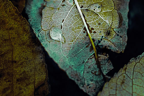 Dewy Eyed Leaf Face Cringing Towards Bug (Green Tint)
