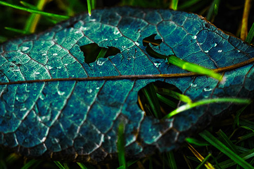 Dewy Pierced Leaf Face Screaming Among Grass Blades (Green Tint)