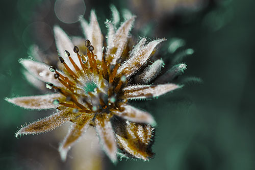 Dewy Spiked Sempervivum Flower (Green Tint Photo)