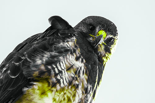 Direct Eye Contact With Rough Legged Hawk (Green Tint Photo)