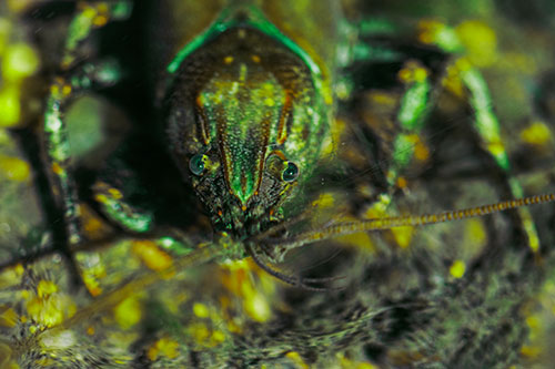 Direct Eye Contact With Water Submerged Crayfish (Green Tint)