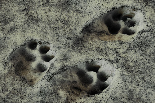 Dirty Dog Footprints In Snow (Green Tint Photo)