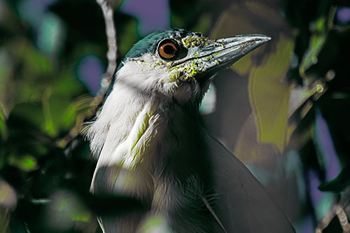 Dirty Faced Black Crowned Night Heron (Green Tint Photo)