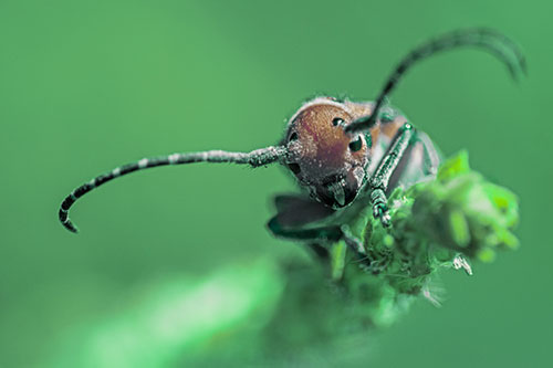 Dirty Milkweed Beetle Climbs Plant Top (Green Tint)