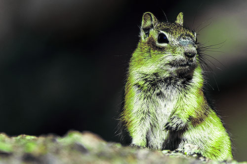 Dirty Nosed Squirrel Atop Rock (Green Tint Photo)