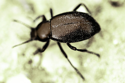 Dirty Shelled Beetle Among Dirt (Green Tint Photo)