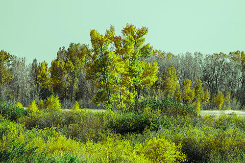 Distant Autumn Trees Changing Color Among Horizon (Green Tint Photo)