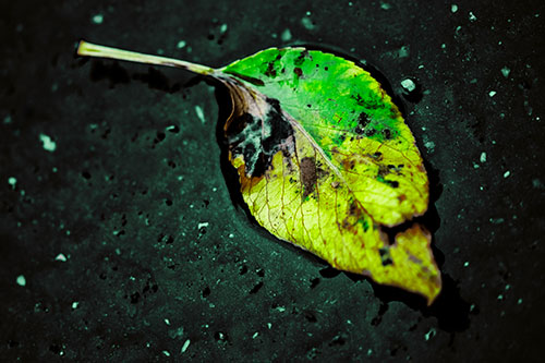 Distressed Rotting Leaf Face Among Wet Pavement (Green Tint)