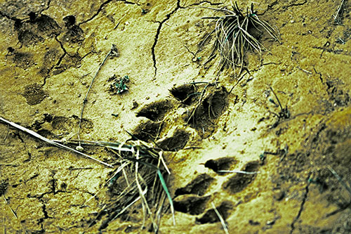 Dog Footprints On Dry Cracked Mud (Green Tint Photo)