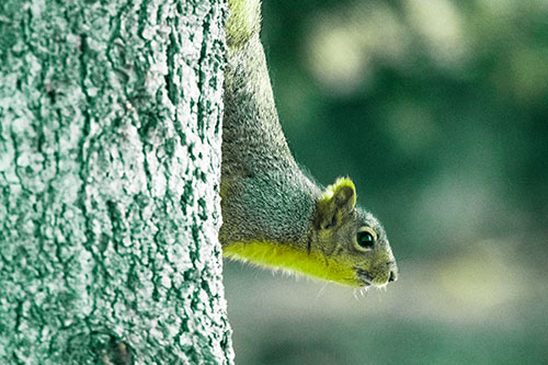 Downward Squirrel Yoga Tree Trunk (Green Tint Photo)