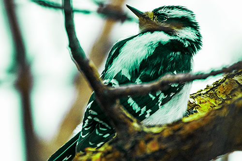 Downy Woodpecker Twists Head Backwards Atop Branch (Green Tint Photo)