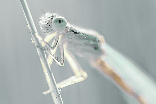 Dragonfly Clamping Onto Grass Blade (Green Tint Photo)