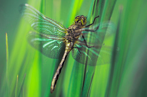 Dragonfly Grabs Grass Blade Batch (Green Tint Photo)