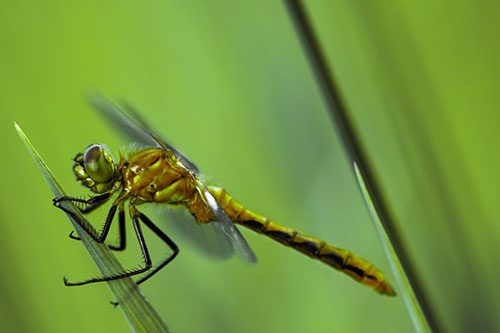 Dragonfly Perched Atop Sloping Grass Blade (Green Tint Photo)