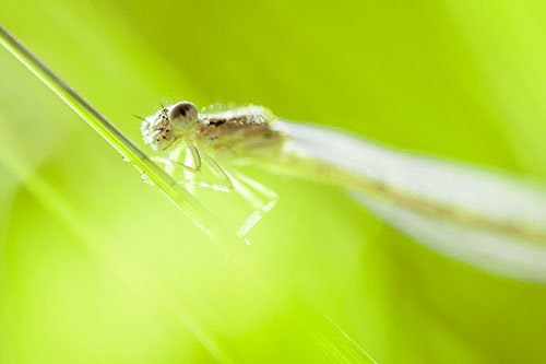 Dragonfly Rides Grass Blade Among Sunlight (Green Tint Photo)