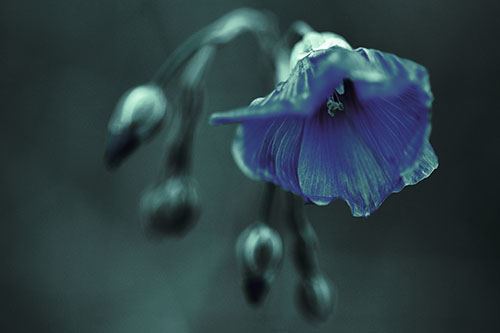 Droopy Flax Flower During Rainstorm (Green Tint Photo)