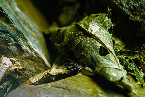 Dry Frowning Leaf Face Resting Between Rocks (Green Tint)