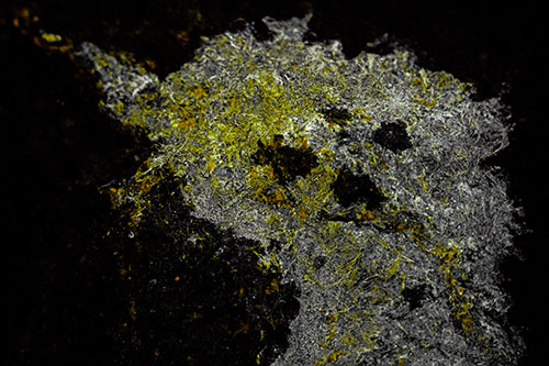 Dry Smirking Moss Face Among Damp Rock Surface (Green Tint)