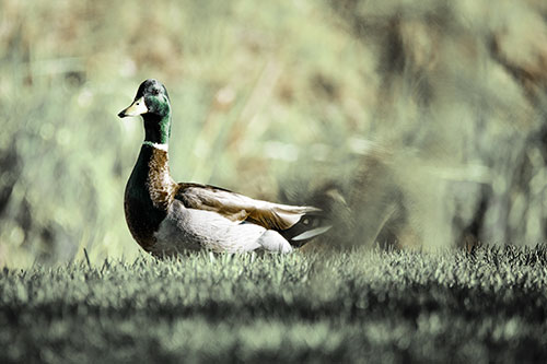 Duck On The Grassy Horizon (Green Tint Photo)