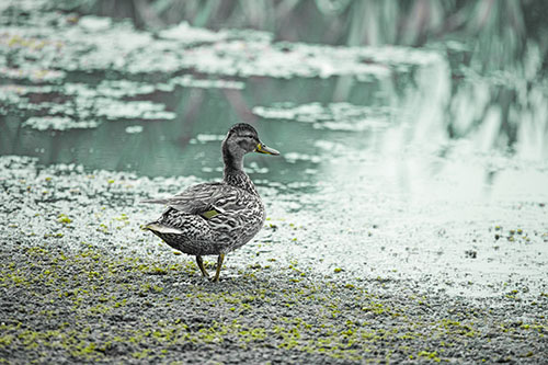 Duck Walking Through Algae For A Lake Swim (Green Tint Photo)