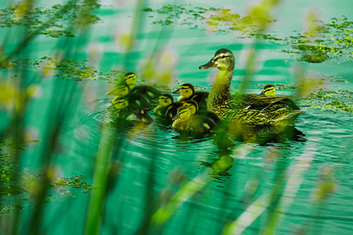 Ducklings Surround Mother Mallard (Green Tint Photo)
