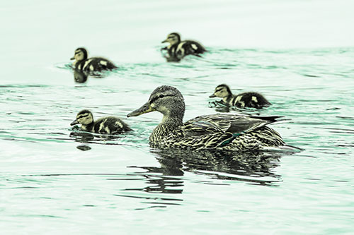 Ducklings Swim Along Mother Mallard Duck (Green Tint Photo)